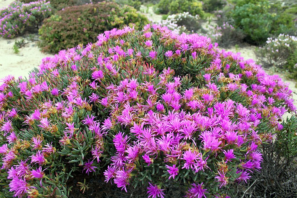 Nahaufnahme einer Gruppe von lebendigen, pinken Wildblumen, die in einer kargen Landschaft blühen, umgeben von grünen Pflanzen.