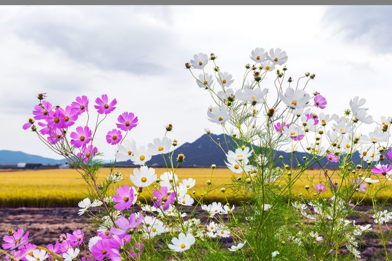 Blütezeit in Südafrika