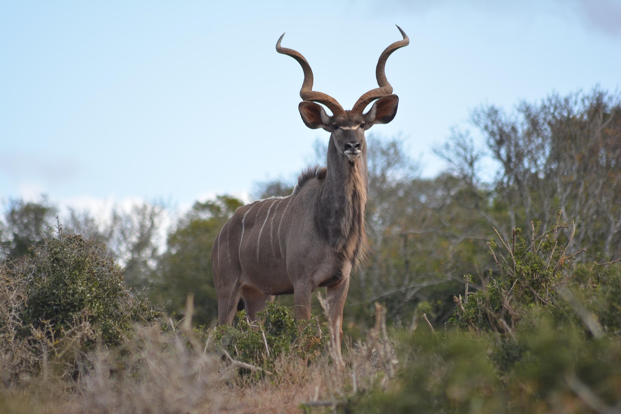 Der Marloth Park – Ein verstecktes Juwel am Krüger Nationalpark