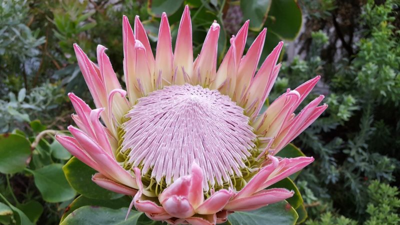 10 Facts you didn´t know about Fynbos