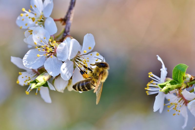 20 Bee friendly Trees in South Africa 