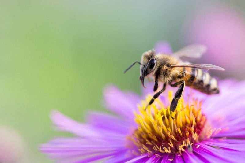 How to create a bee-friendly garden