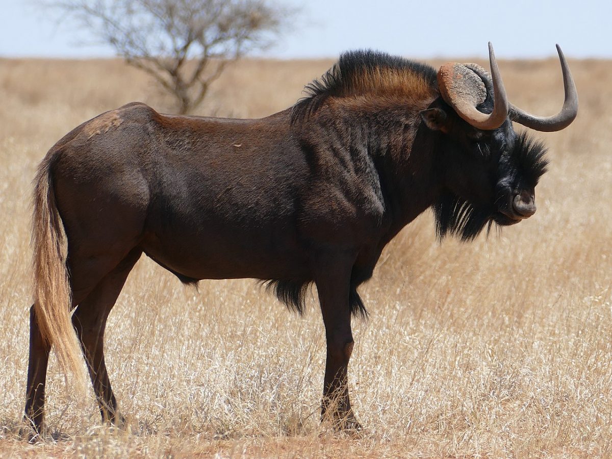 Rietvlei Nature Reserve – Pretorias bestgehütetes Geheimnis