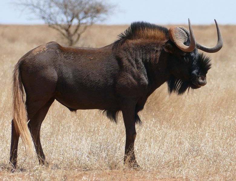Rietvlei Nature Reserve – Pretorias bestgehütetes Geheimnis