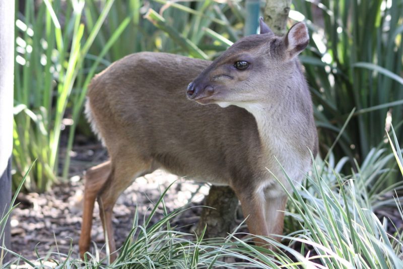 Magnifying South Africa’s tiniest Animals
