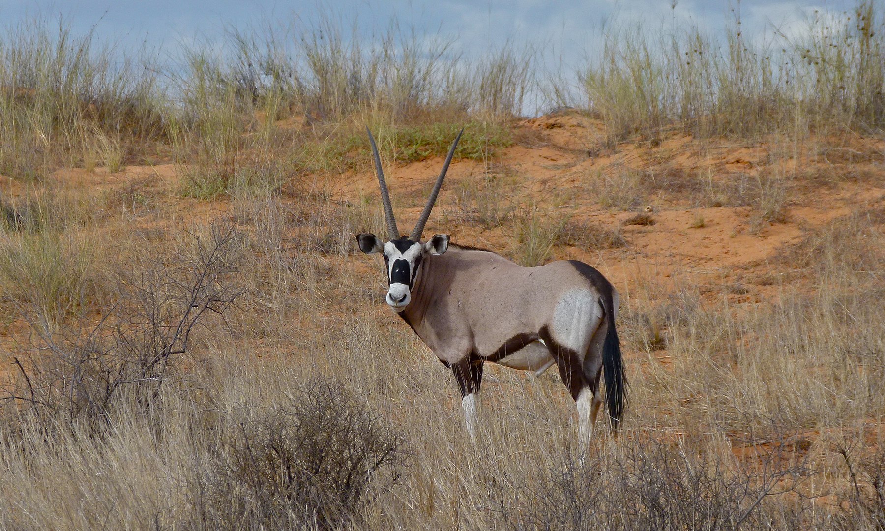 12 Geheimnisse des Kgalagadi Transfrontier Parks