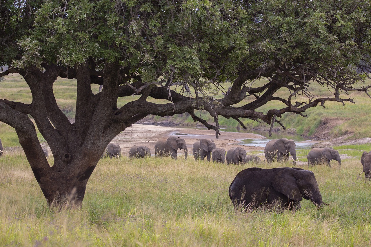 Bienen sagen lärmenden Elefanten, sie sollen abschwirren