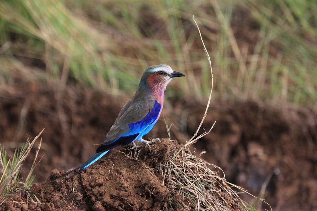 Side view of small blue bellied roller sitting on ground among green grass