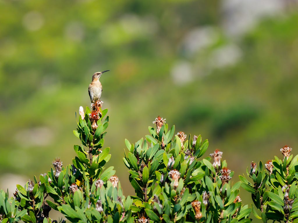 A Cape Sugarbird perched on a flowering shrub in a lush garden setting, showcasing its natural beauty.