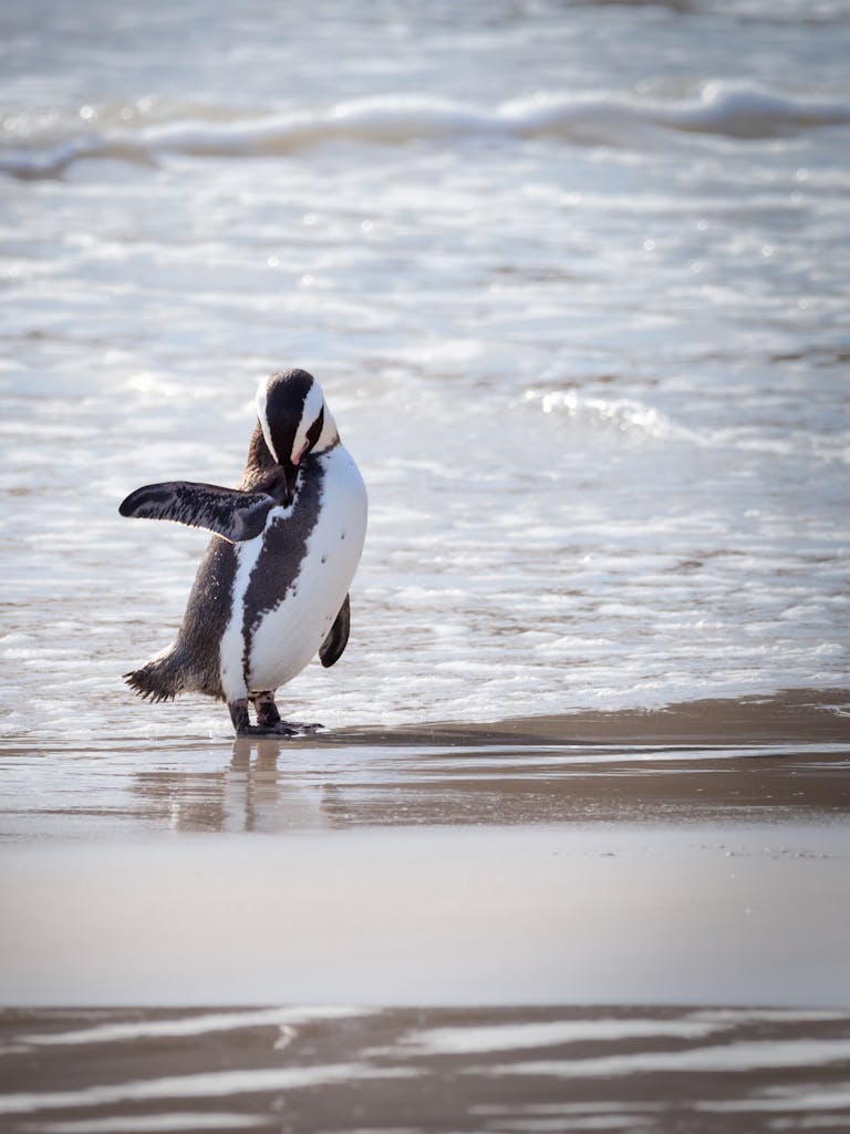A cute African penguin strolls along a sandy beach with gentle waves in the background.
