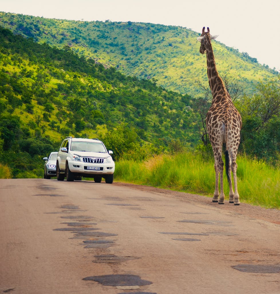 A giraffe crosses a road in an African safari park, with cars waiting. Nature and wildlife encounter.