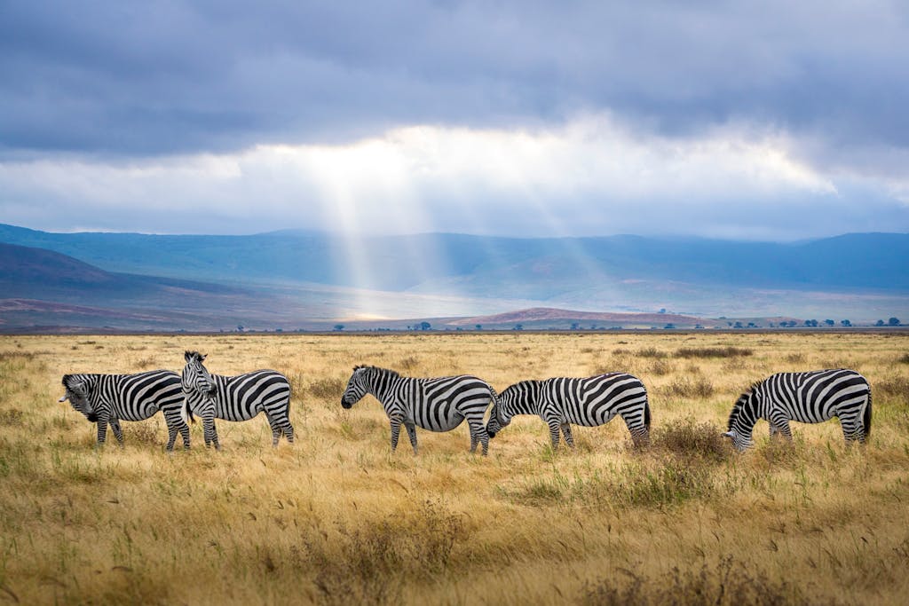 A group of zebras graze under sunrays in the Ngorongoro Crater, Tanzania, showcasing wildlife and natural beauty.