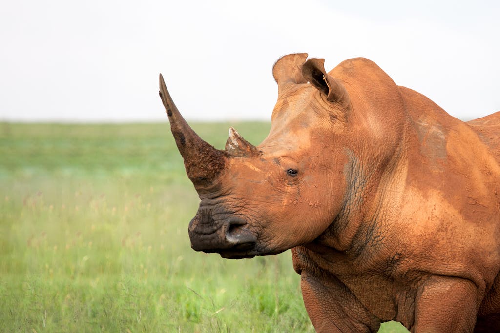 A majestic white rhinoceros standing in lush grassland, showcasing its iconic horn.