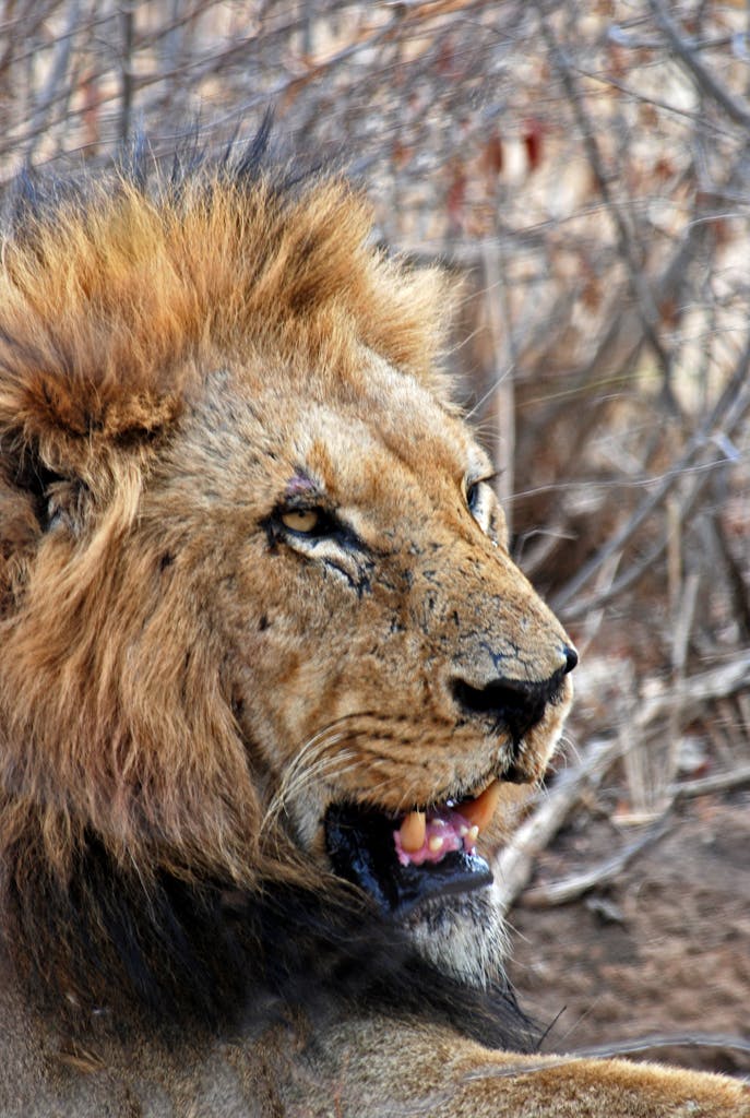 Close-up of a majestic lion in Bo-Karoo, showcasing its powerful presence in the wild.