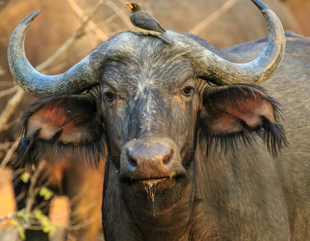 Close-up of African buffalo with bird on head in Zambia's wilderness.