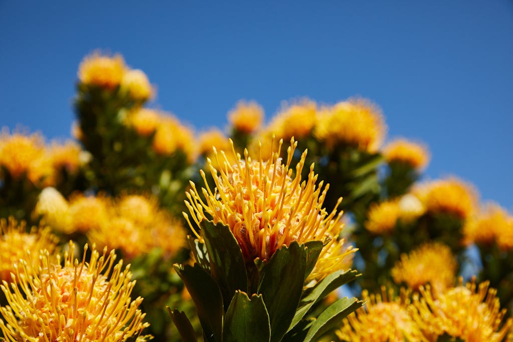Close-up of blooming yellow protea flowers in nature with a clear blue sky background.