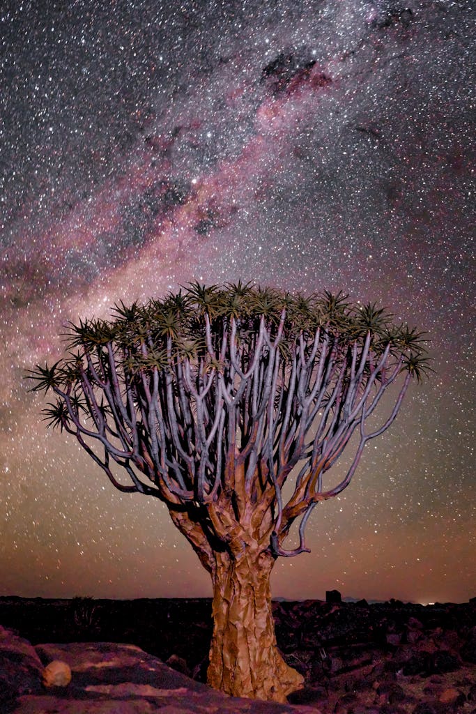 Majestic quiver tree beneath a breathtaking starry sky in the Namibia desert.