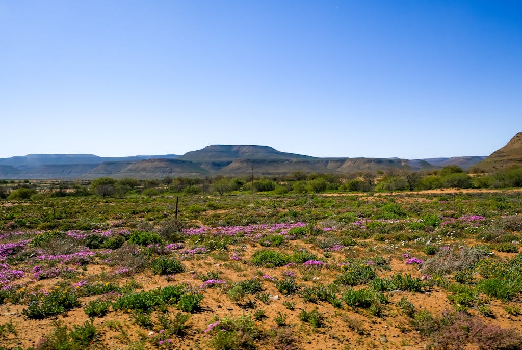 Scenic view of blooming wildflowers against the majestic mountains in Clanwilliam, South Africa.