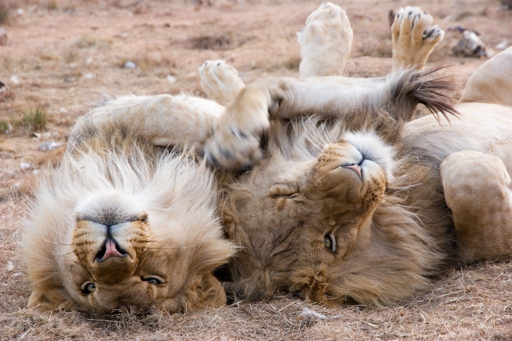 Two male lions playfully resting on the grass in Bo-Karoo, showcasing their majestic fur and relaxed demeanor.