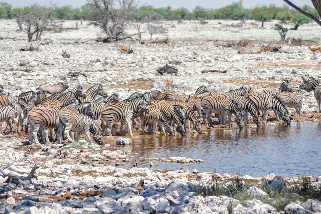 A herd of zebras gather at a waterhole in Namibia's arid landscape, showcasing wildlife in their natural habitat.
