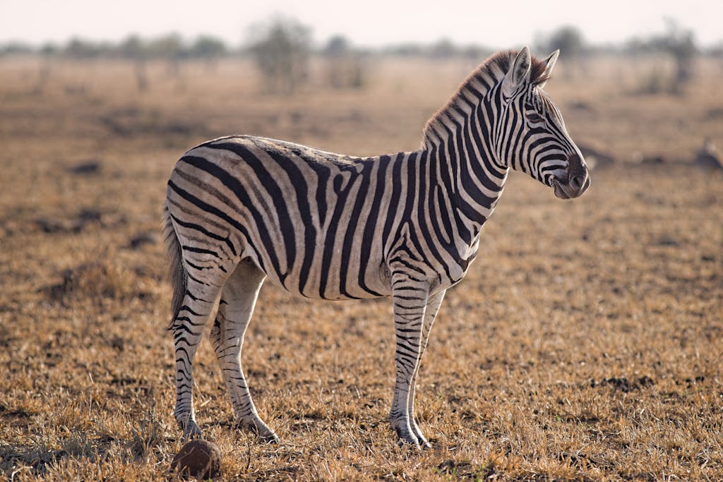 A lone zebra in the vast African savanna captured beautifully at sunset, showcasing nature's beauty.