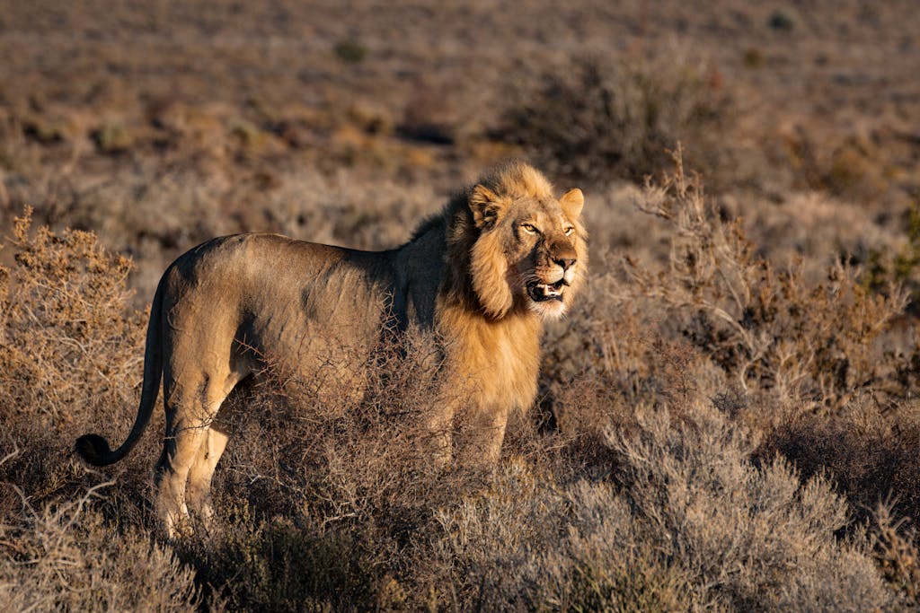 A powerful lion stands proudly in the South African savanna, showcasing its majestic mane and natural habitat.