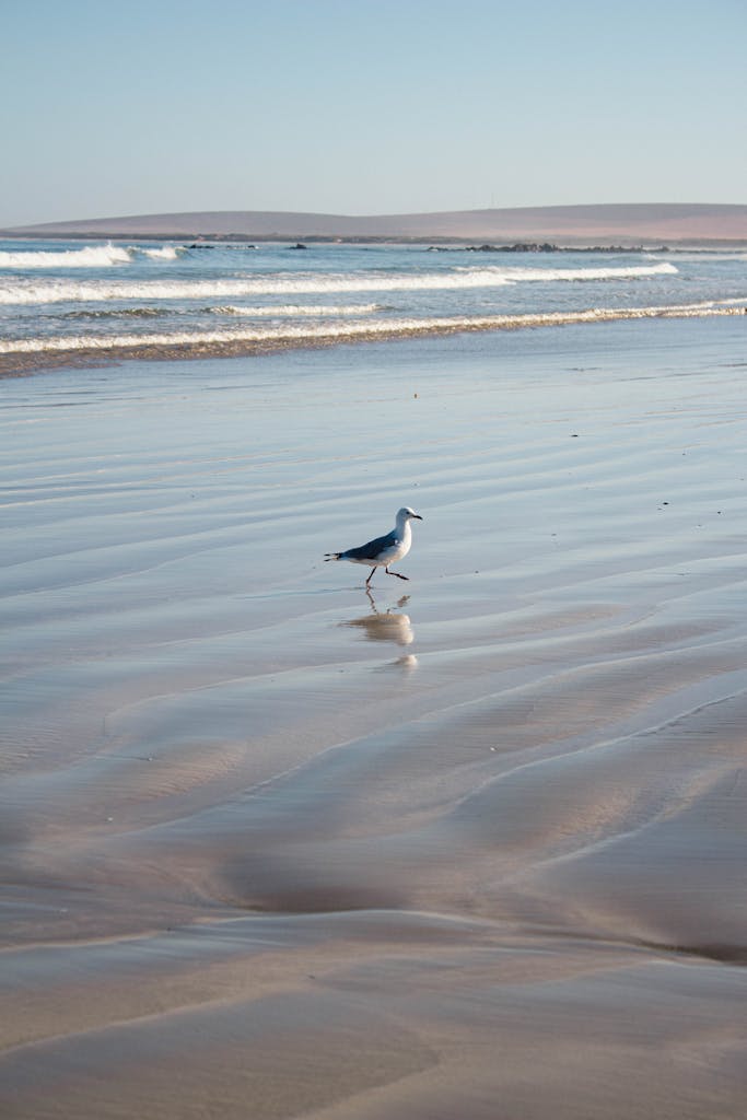 A seagull walks along the sandy beach of Paternoster, South Africa, with ocean waves in the background.