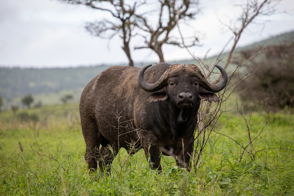 Close-up of a Cape buffalo standing in green pasture, South Africa.