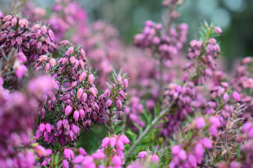 Close-up of vibrant heather flowers, showcasing their purple and pink hues in a blooming field.