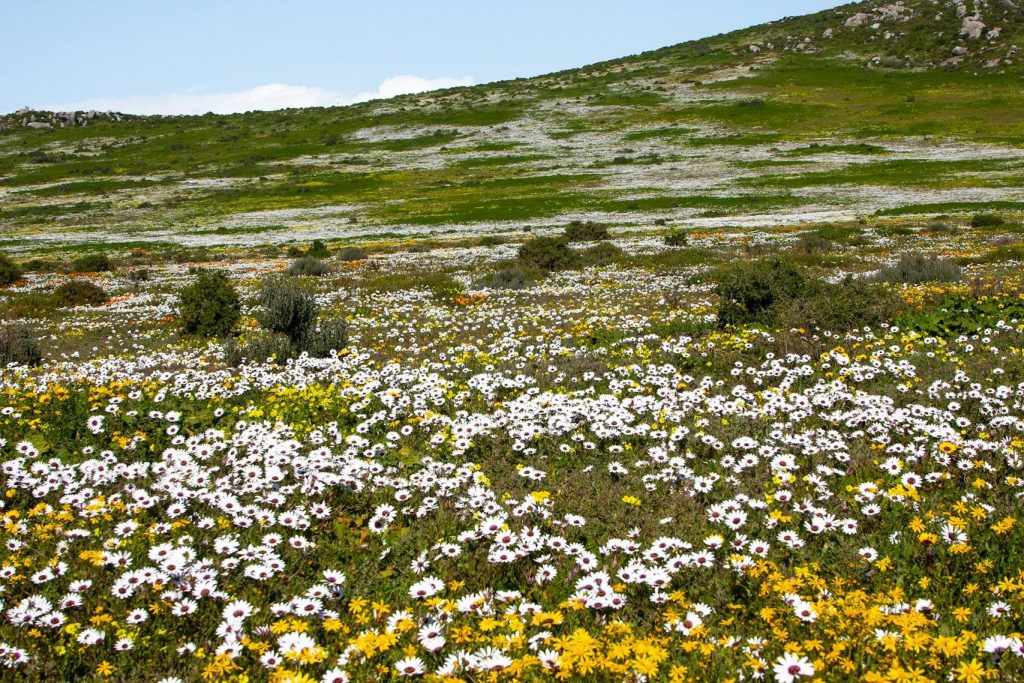 Vibrant wildflower meadow on West Coast, South Africa, showcasing natural beauty.