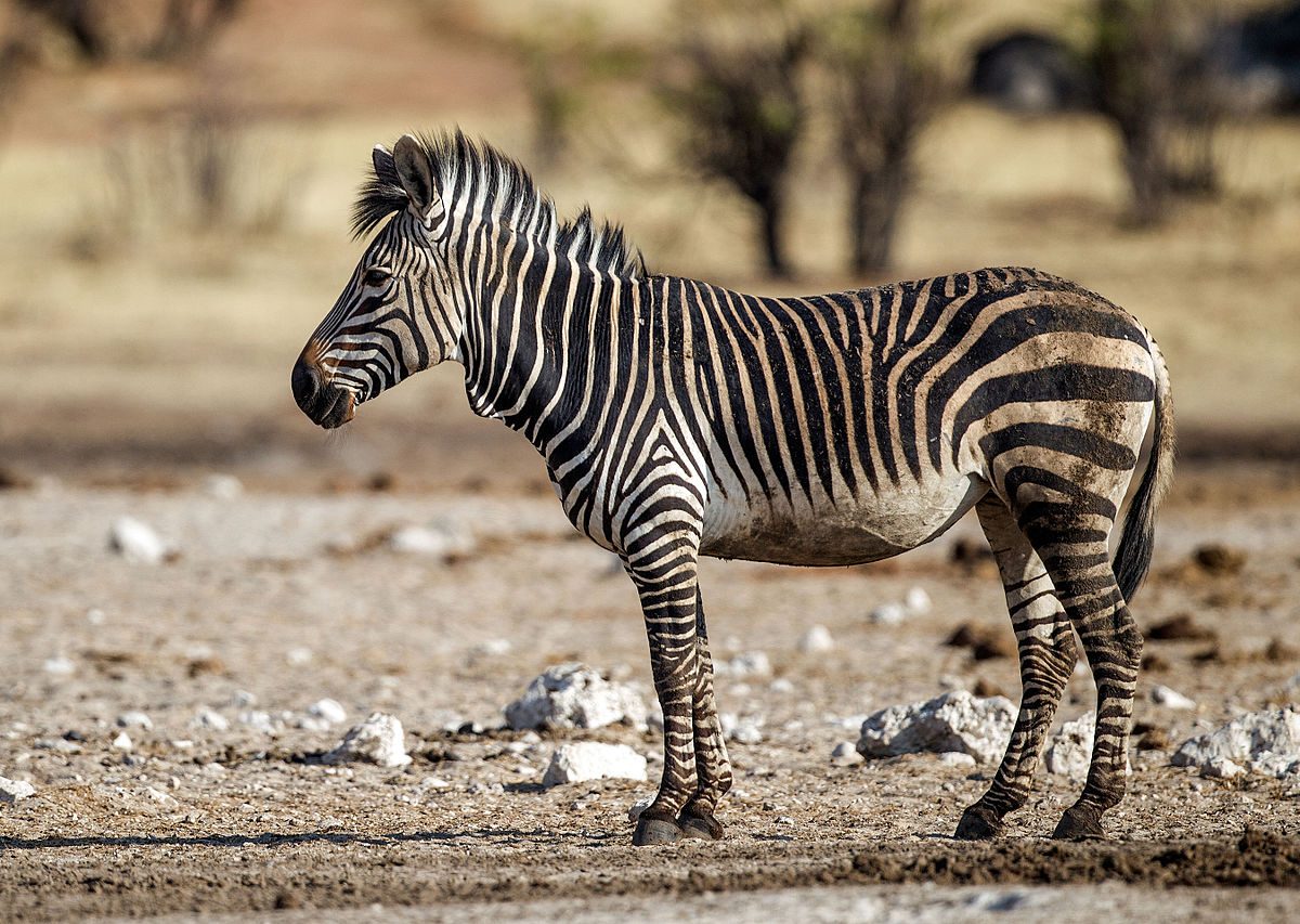 Der Mountain Zebra Nationalpark