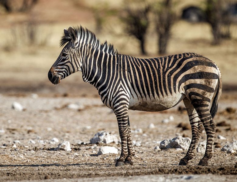 Der Mountain Zebra Nationalpark