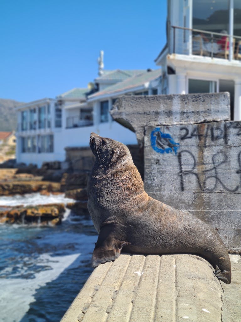A Cape fur seal basks in the sun at a picturesque harbor in Cape Town, South Africa.