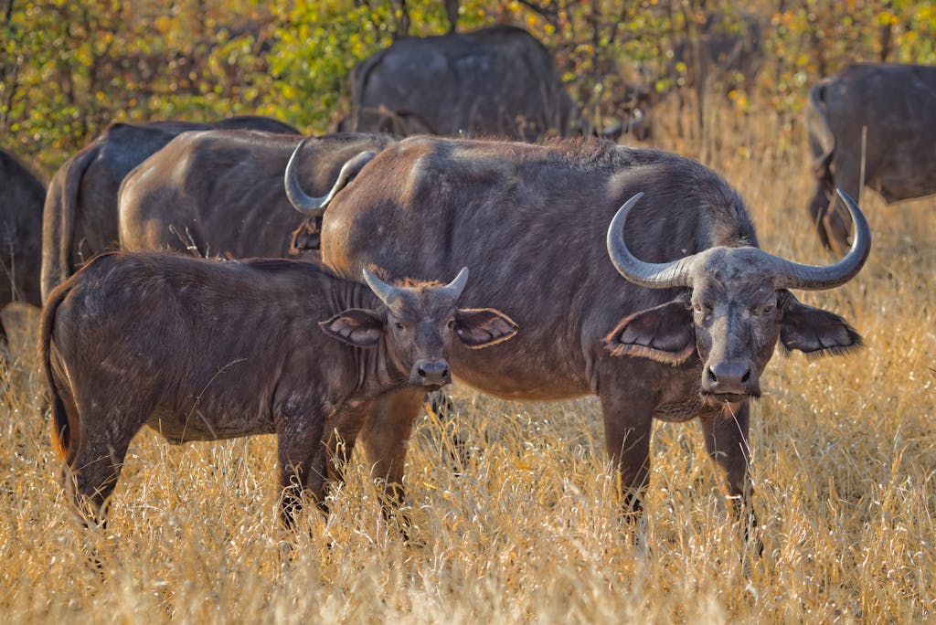 A close-up of a herd of African buffalos grazing in a rural grassland, showcasing their horns.