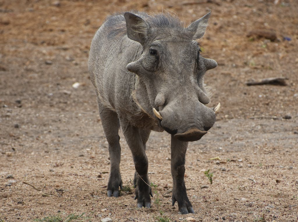 A close-up photograph of a warthog in South Africa's natural habitat.