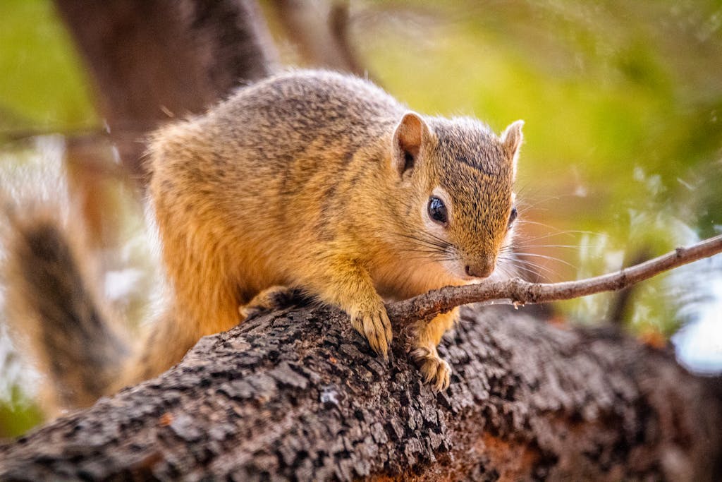 A detailed shot of a squirrel perched on a tree branch, highlighting its fur texture and natural habitat.