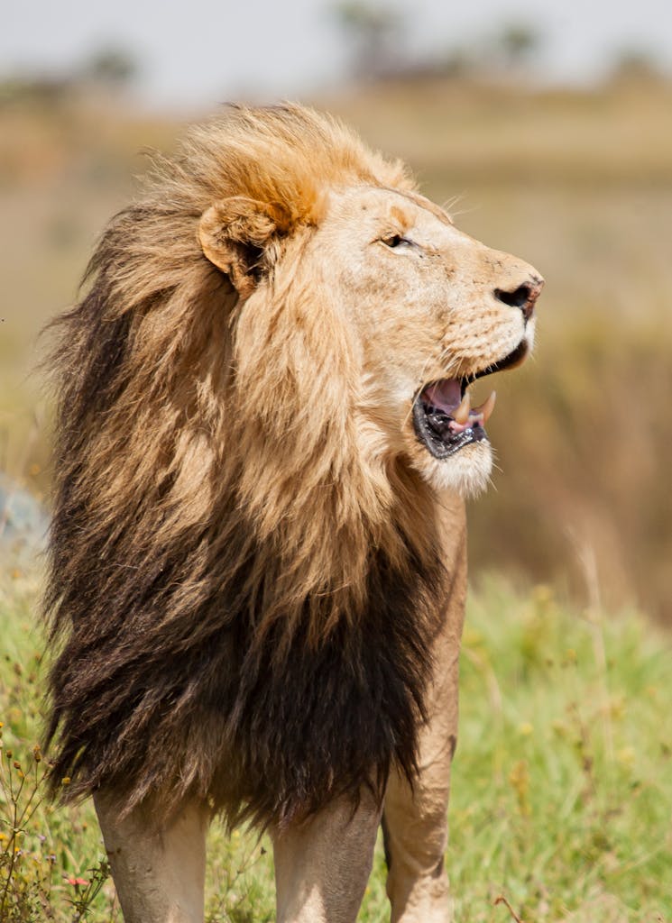 A powerful lion with a majestic mane stands in the African savannah, showcasing its natural habitat.