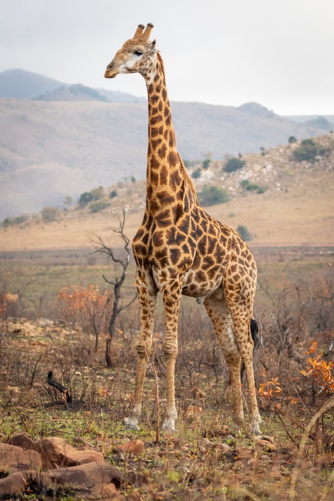 A towering giraffe stands proudly in the African savanna, with a backdrop of rolling hills and vegetation.