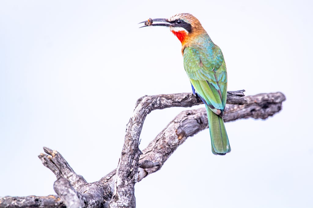 A white-fronted bee-eater holding an insect, perched on a branch in South Africa.