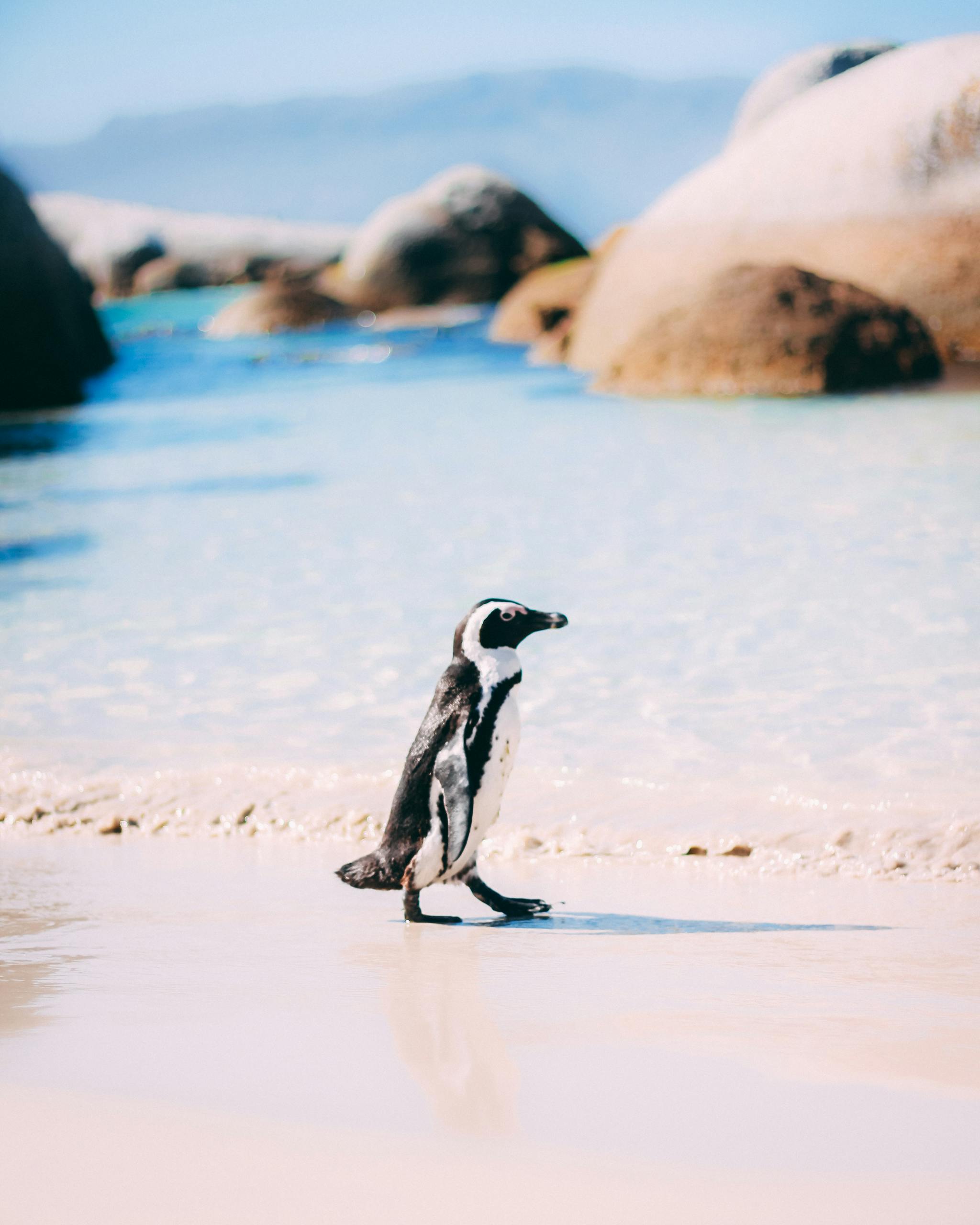 An African Penguin stands gracefully on a sunny beach in Cape Town, South Africa.
