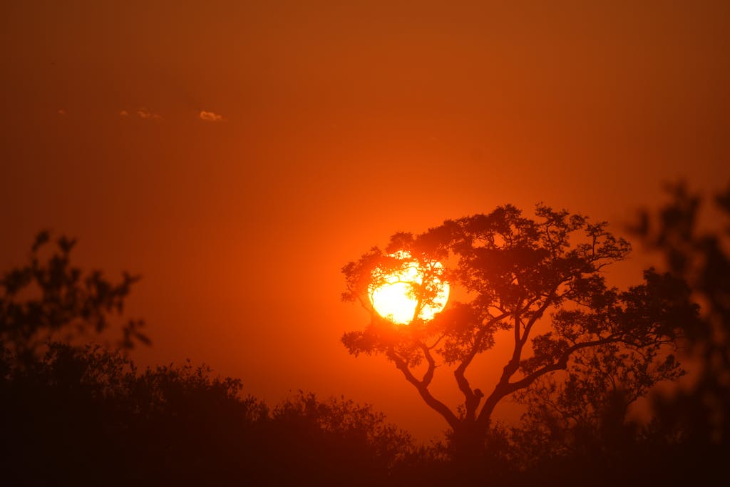 Beautiful sunset silhouette of acacia trees in South Africa's unique savanna landscape.