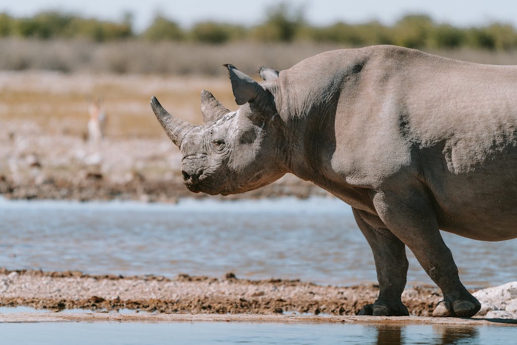 Black rhinoceros captured near a watering hole in Okaukuejo, Namibia, showcasing wildlife in its natural habitat.
