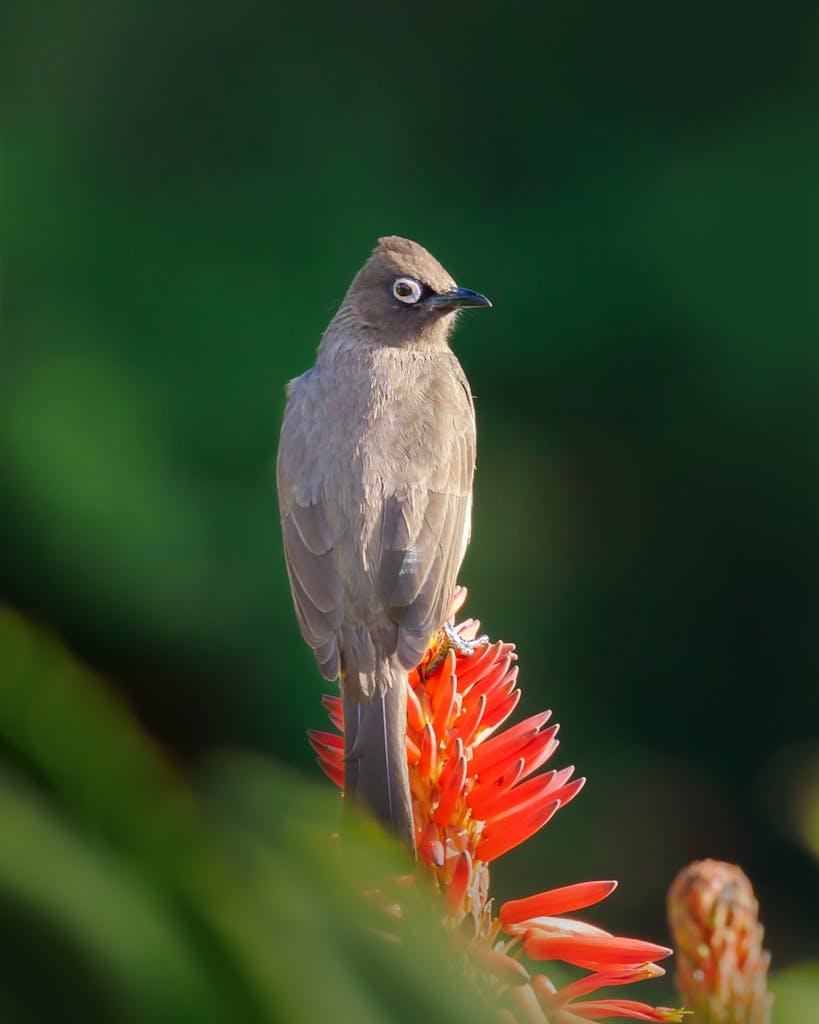 Cape Bulbul bird sitting on aloe flower in a garden setting, Cape Town.