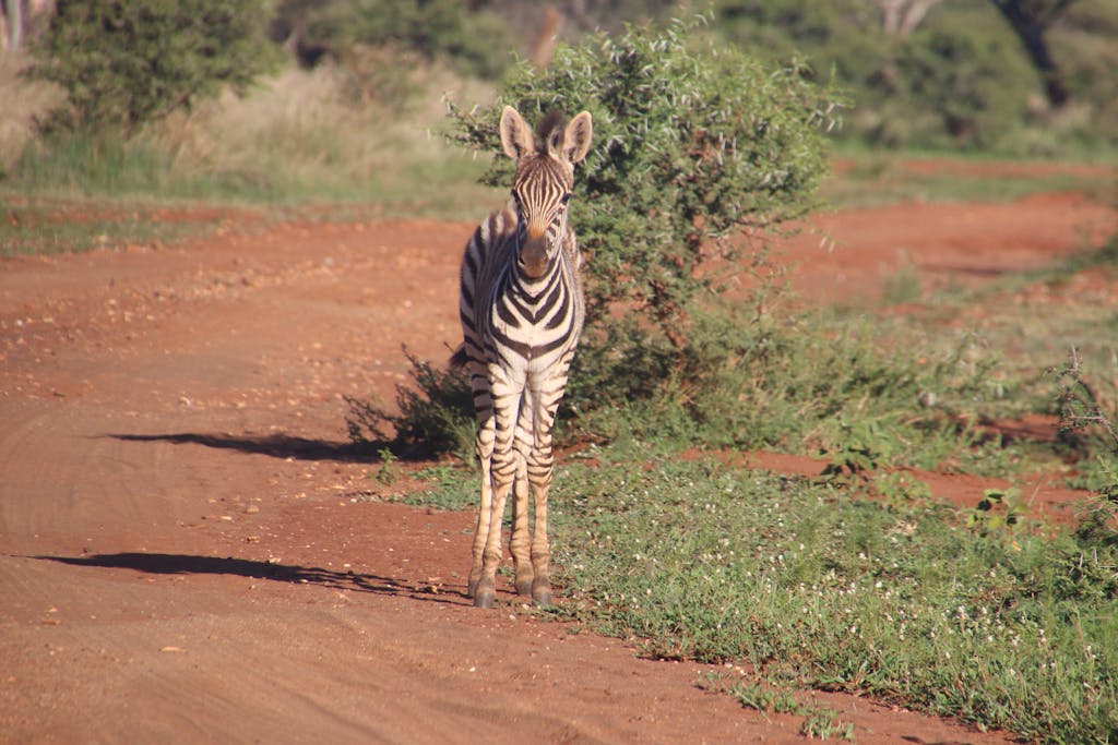 Captivating shot of a zebra in its natural habitat, showcasing beautiful African wildlife and safari scenery.