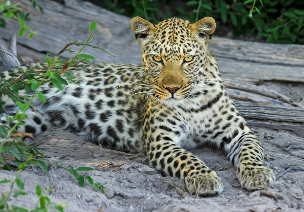 Close-up of a leopard lying on rocks, showcasing its spots and whiskers in a natural setting.
