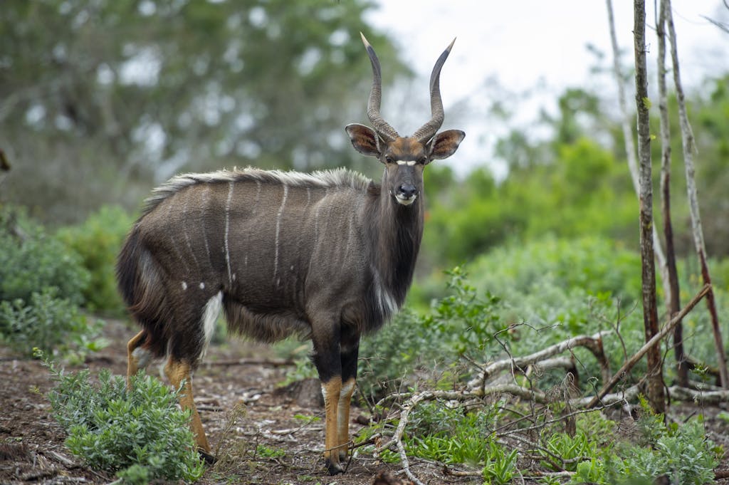 Close-up of a nyala bull showcasing its striking antlers in the lush South African savanna.