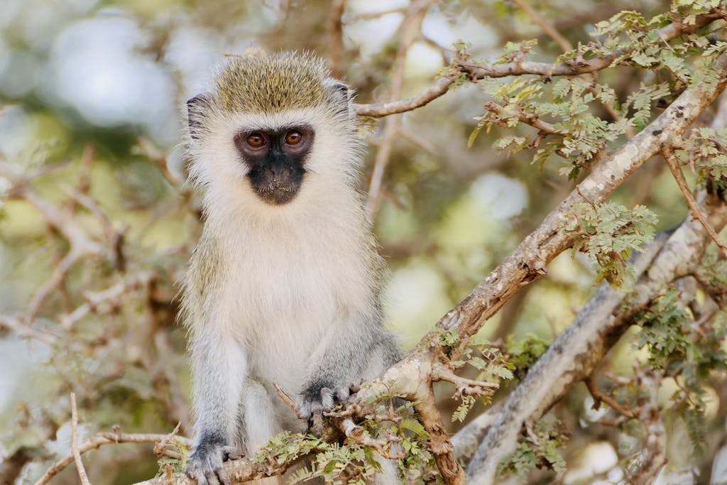 Close-up of a vervet monkey sitting on a tree branch surrounded by nature.