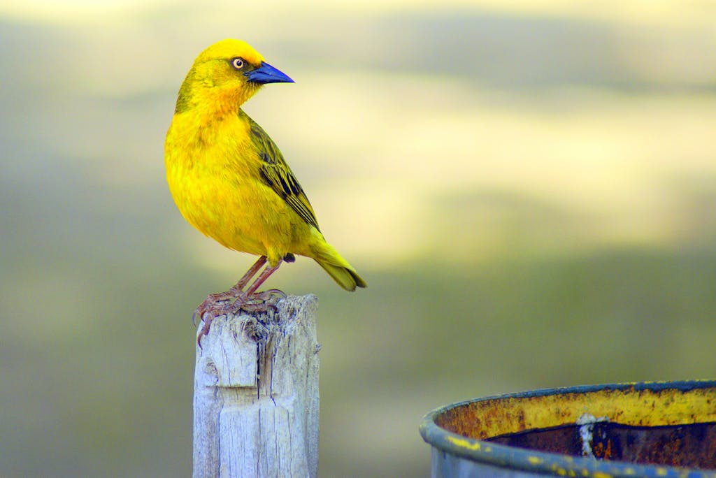 Close-up of a vibrant yellow weaver bird perched outdoors in Citrusdal, South Africa.