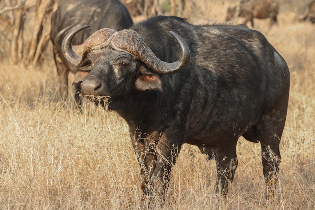 Detailed close-up of an African Cape Buffalo grazing in the wild savanna.