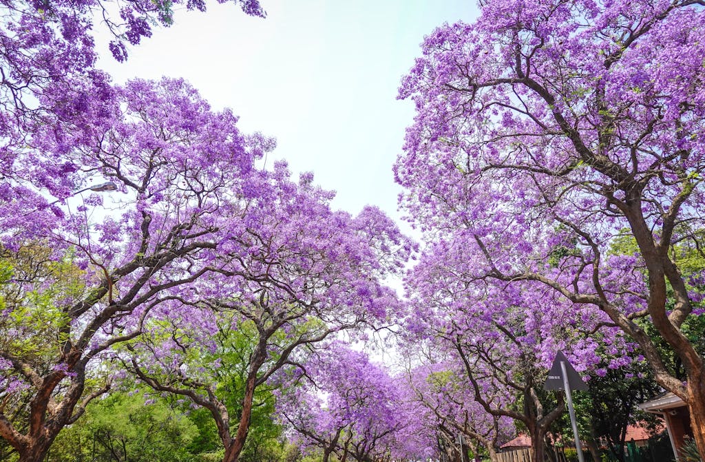 Vibrant jacaranda trees in full bloom under a clear sky in Pretoria, South Africa.